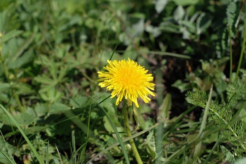 Taraxacum Dealbatum · Inaturalist