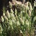 Goldentop Grass - Photo (c) Jay Keller, all rights reserved, uploaded by Jay Keller