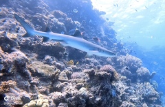 Whitetip Reef Shark