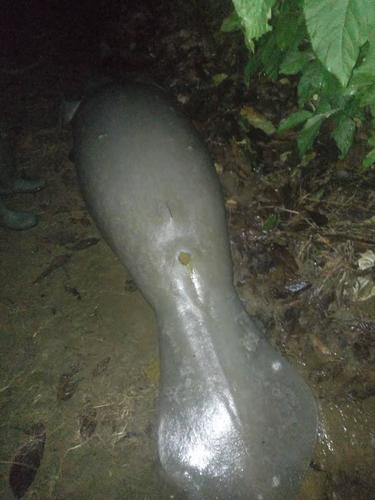 African Manatee