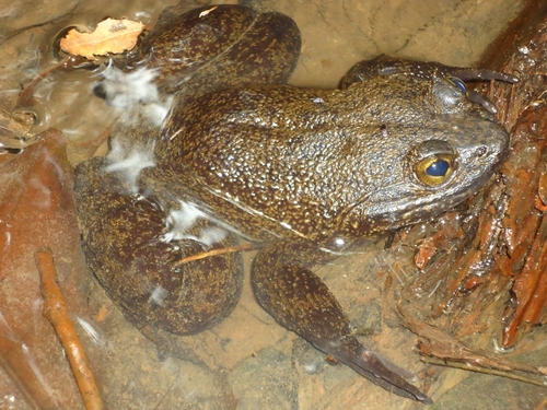 Giant Slippery Frog