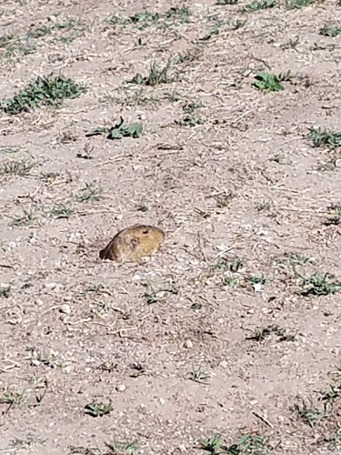Yellow-faced Pocket Gopher