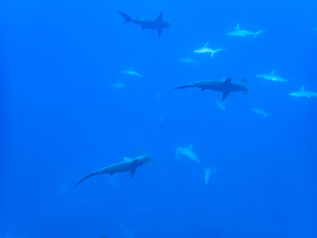 Scalloped hammerhead shark