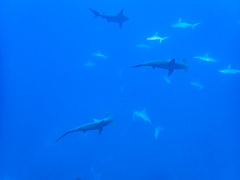 Scalloped hammerhead shark