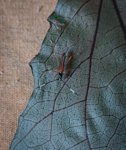 Acatinga maia