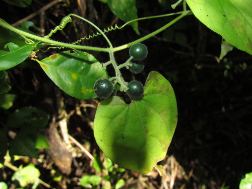 Género Sicydium · iNaturalist Mexico