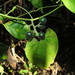 Sicydium tamnifolium - Photo (c) Alfredo Dorantes Euan, all rights reserved, uploaded by Alfredo Dorantes Euan