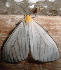 Image of Xenosoma nicander