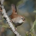 Cetti's Warbler - Photo (c) Fabrice jullien, all rights reserved, uploaded by Fabrice jullien