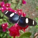 Heliconius sara thamar - Photo (c) Guilherme Augusto, all rights reserved, uploaded by Guilherme Augusto