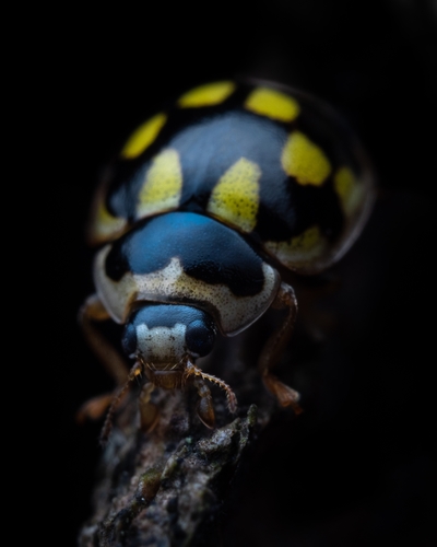 Juodasiūlė boružė nuotrauka