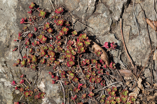Caucasian Stonecrop