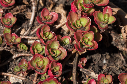 Caucasian Stonecrop