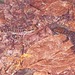 Geckos - Photo (c) Paul Freed, todos los derechos reservados, subido por Paul Freed