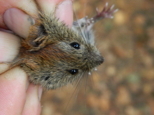 Tien Shan Red-backed Vole (Clethrionomys centralis) — Least Concern Mammalia