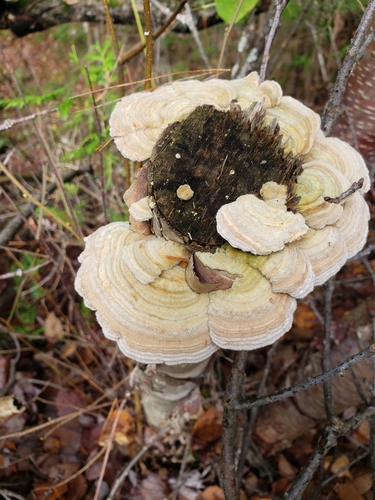 Šiurkščioji kempė nuotrauka