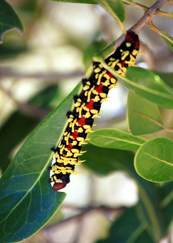 Madagascan emperor moth