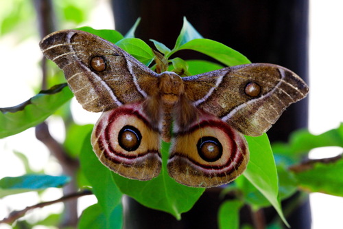 Suraka Silk Moth