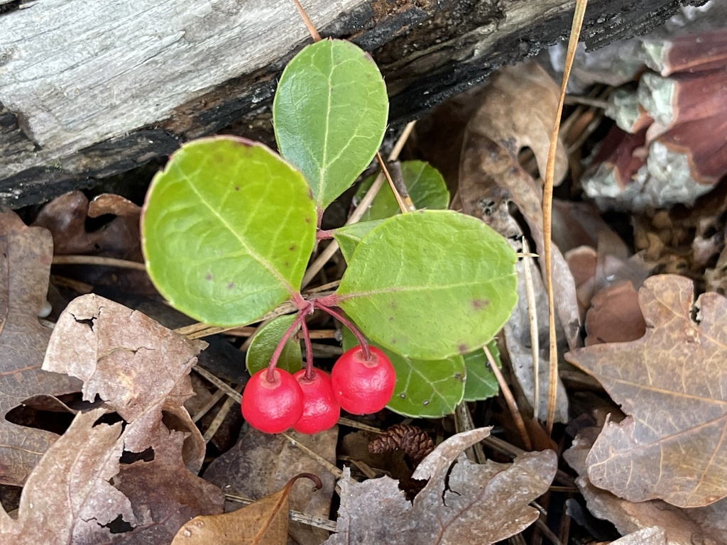 Eastern Teaberry from Cloverdale Farm County Park, Barnegat, NJ, US on ...
