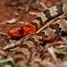 Brazilian Woodland Racer - Photo (c) Luis F. C. de Lima, all rights reserved, uploaded by Luis F. C. de Lima