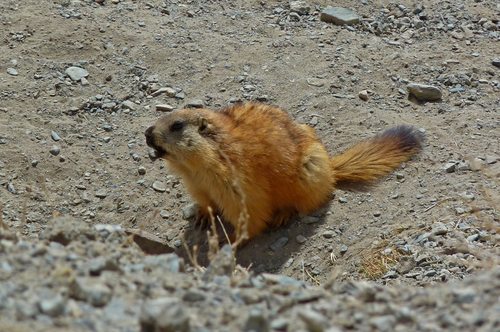 Long-tailed Marmot (Marmota caudata) · iNaturalist