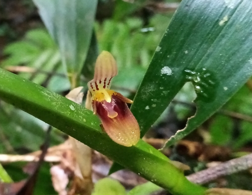 Echinosepala