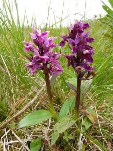 Keyflower