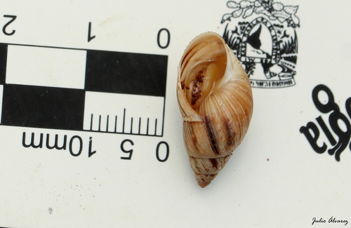 Mesembrinus hegewischi