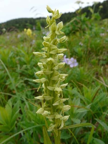 Platanthera convallariifolia (Fisch. ex Lindl.) Lindl.