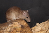 Pacific Spiny Rat - Photo (c) Ronald Bravo, all rights reserved, uploaded by Ronald Bravo