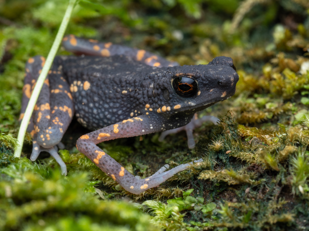 Penang stream toad (Ansonia penangensis)