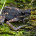 Penang Stream Toad - Photo (c) roythedivebro, all rights reserved