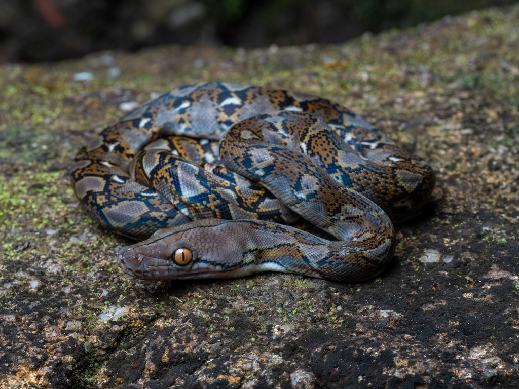 Reticulated Python from Penang Botanic Gardens, Mukim 17 (Batu Feringgi ...