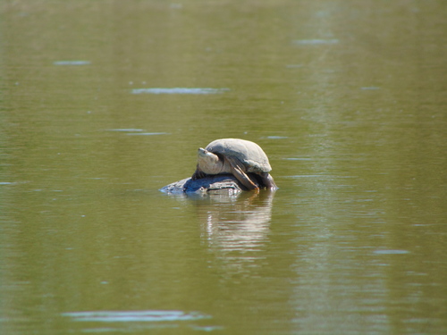 Durango Mud Turtle