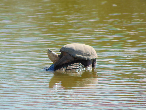 Durango Mud Turtle