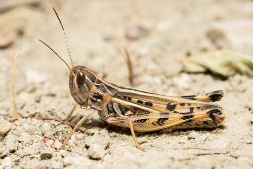 Turkish Black-spotted Grasshopper (Ramburiella turcomana) · iNaturalist