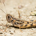 Turkish Black-spotted Grasshopper - Photo (c) Konstantinos Kalaentzis, all rights reserved, uploaded by Konstantinos Kalaentzis