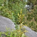 Vriesea baturitensis - Photo (c) Vagner Rebouças, todos los derechos reservados, subido por Vagner Rebouças