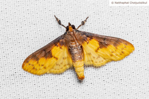 Polygrammodes sabelialis Guenée, 1854