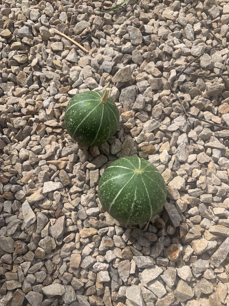 Buffalo Gourd from S Alley Mountain Dr, Vail, AZ, US on October 17 ...