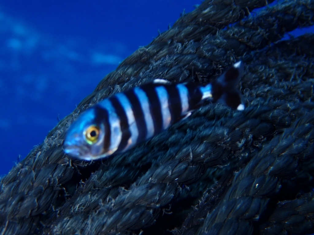 Photos of Pilotfish (Naucrates ductor) · iNaturalist