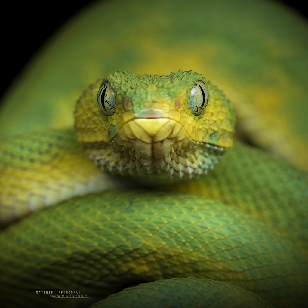 Atheris ceratophora - Wikipedia