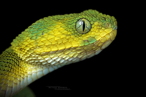 Green Bush Viper