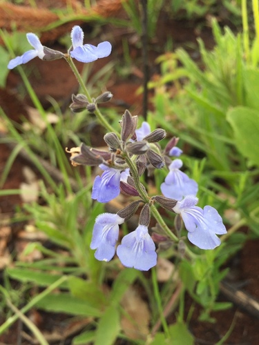 Sky Camposage (Salvia aliciae)