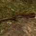 Desmognathus balsameus - Photo (c) Kyran Leeker, כל הזכויות שמורות, uploaded by Kyran Leeker