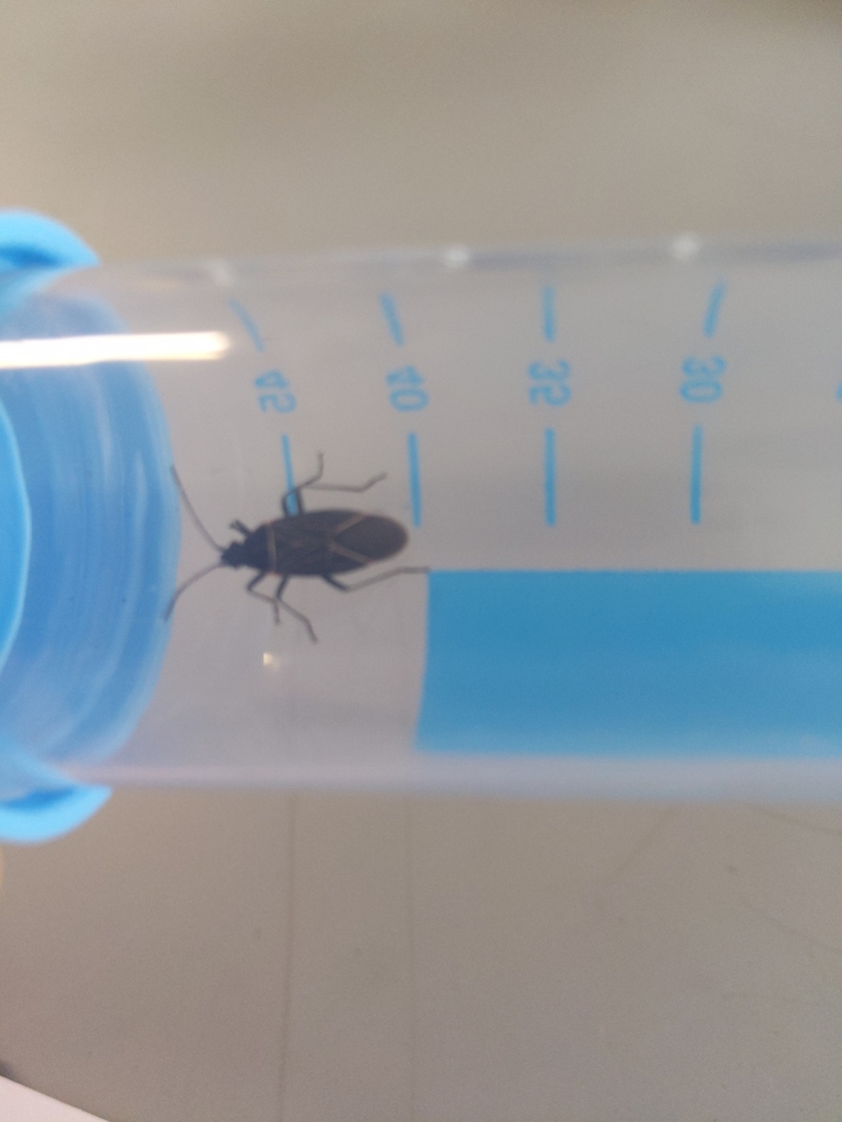 Western Boxelder Bug from Mt Vista, WA, USA on October 19, 2021 at 03: ...