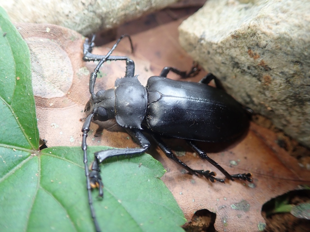 Rhaphipodus from Hainan Island, Hainan, CN on June 07, 2021 at 0342 PM