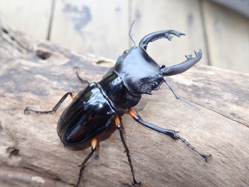 Subspecies Odontolabis imperialis imperialis · iNaturalist