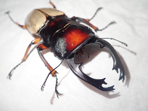 Odontolabis femoralis waterstradti