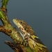 Anaimalai Spiny Lizard - Photo (c) Aravind Manoj, all rights reserved, uploaded by Aravind Manoj